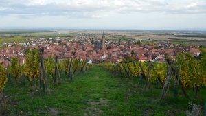Enlèvement arbre urgence Lingolsheim