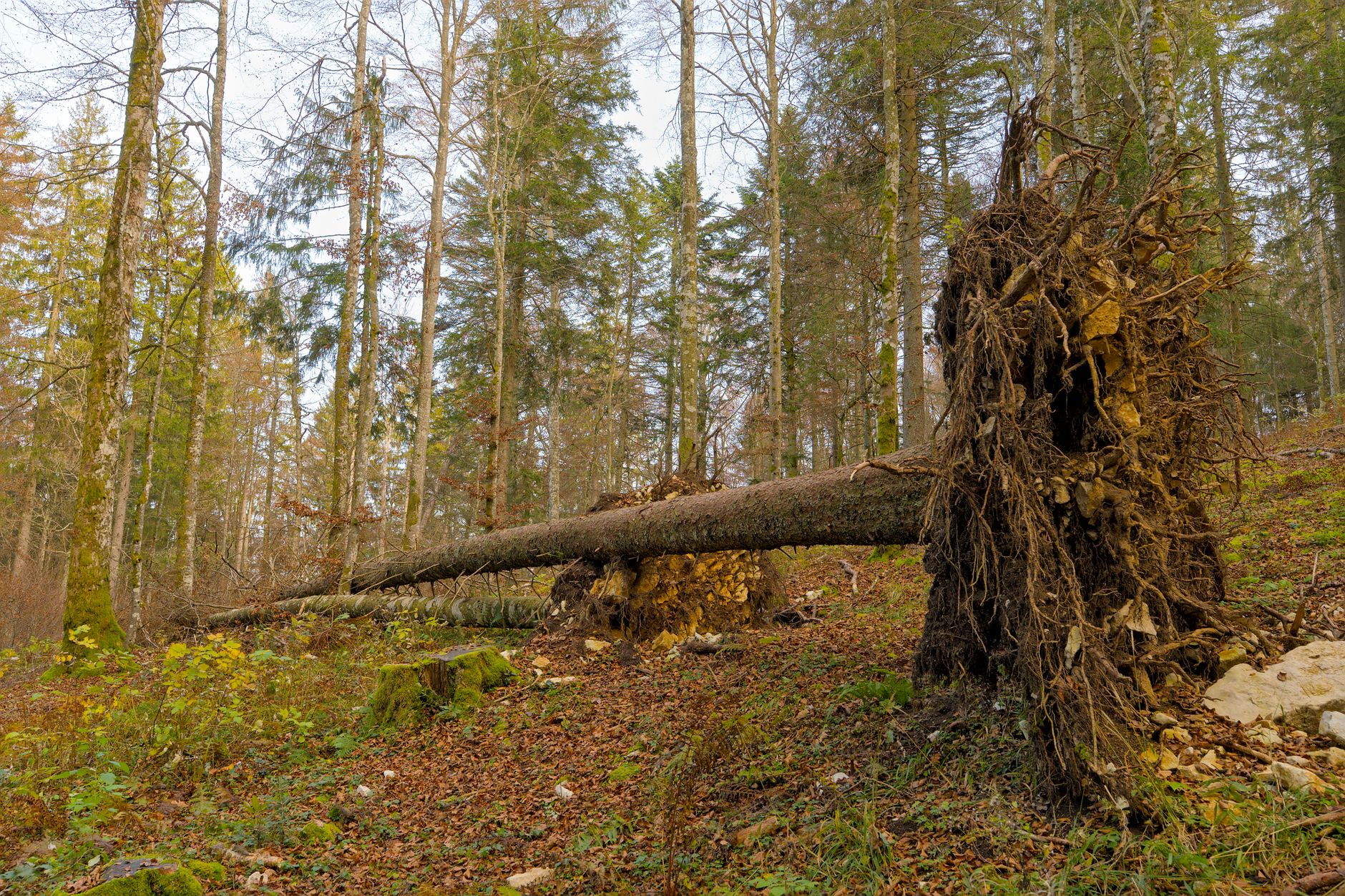 Enlèvement arbre urgence équipe à Lingolsheim